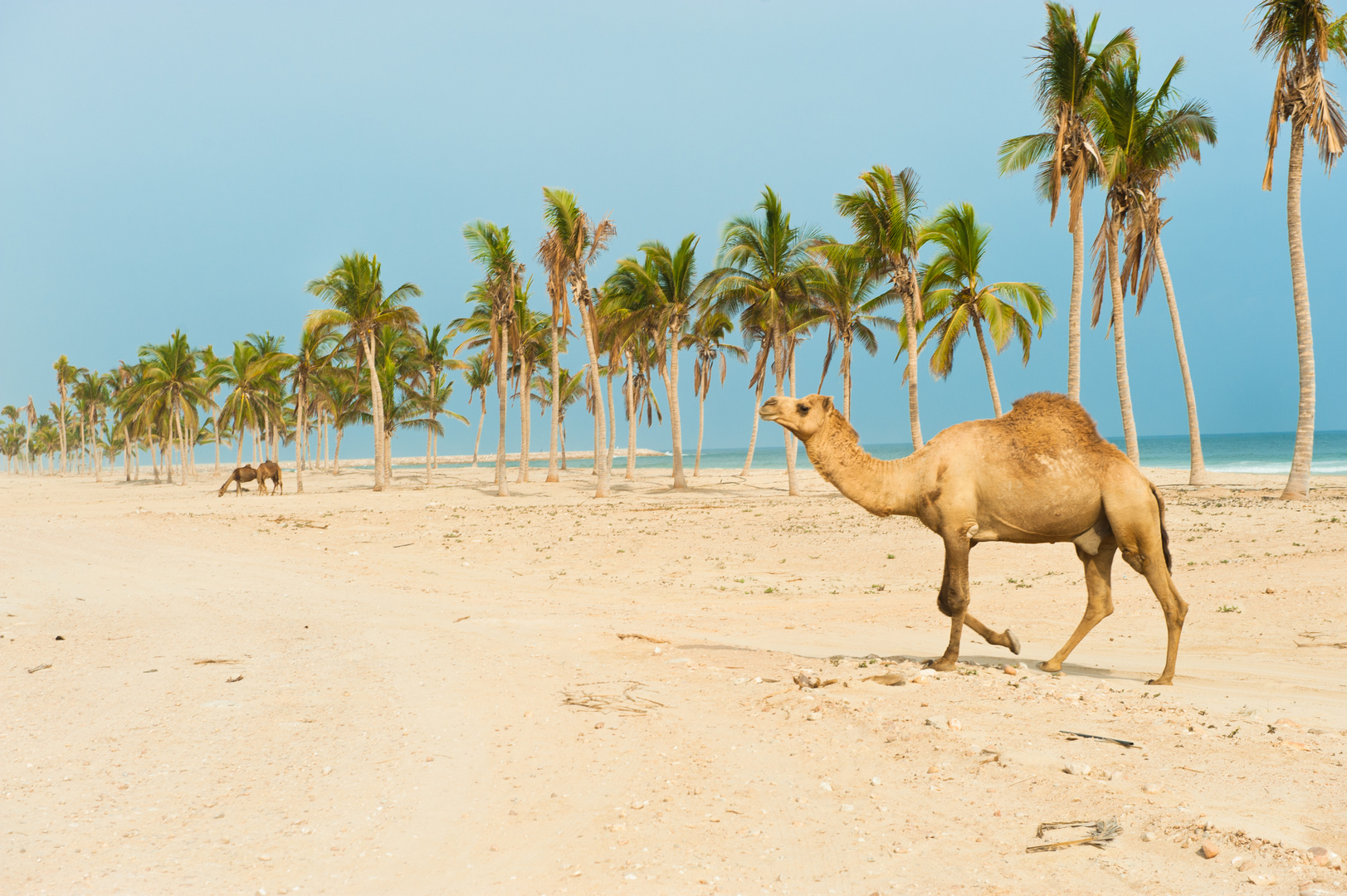 Salalah Beach - Beach & Camel