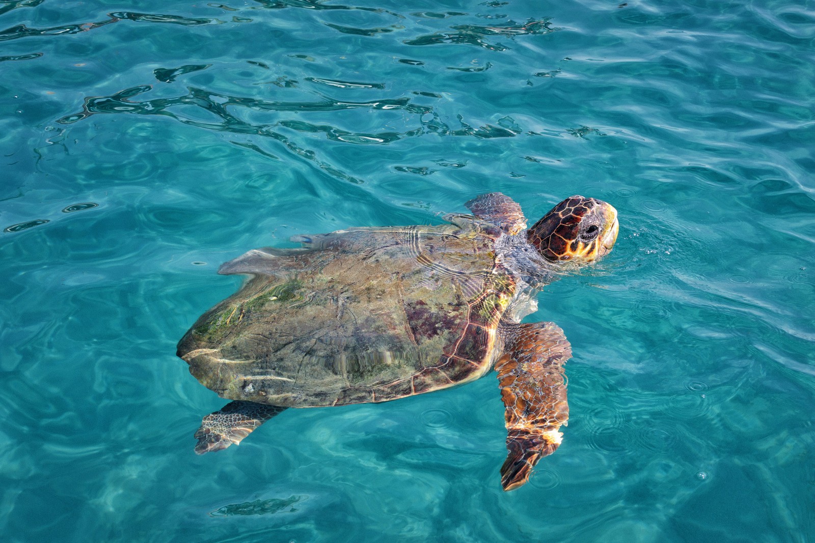 Caretta caretta óriás teknős